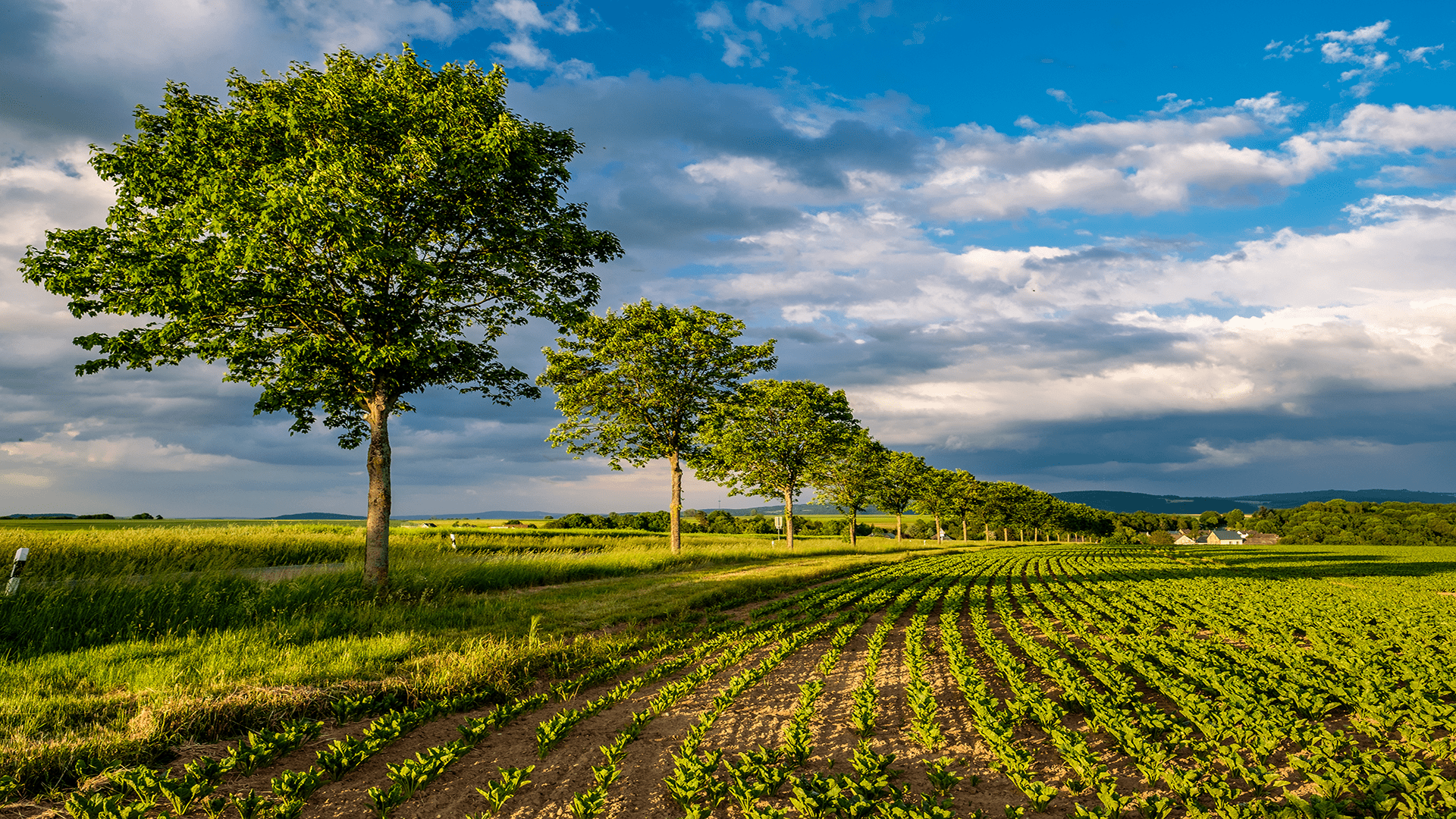rows-of-young-green-plants-on-a-fertile-field-with-2023-11-27-05-04-55-utc-min rows-of-young-green-plants-on-a-fertile-field-with-2023-11-27-05-04-55-utc-min